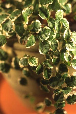 ハンドメイドのシャビー家具専門店